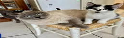 British Shorthair cats for sale: British Shorthair kittens - Advert 3