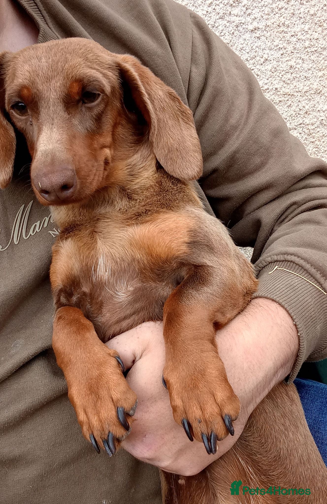 Dachshund dogs KC daschund female - Advert 12
