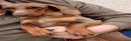 Dachshund dogs for sale: KC daschund female - Advert 1