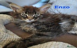Maine Coon cats for sale: Rare Pure Breed Mainecoons - Image 7