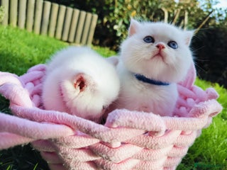 British Shorthair cats British shorthair kittens - Advert 3