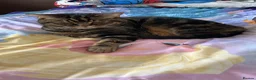Mixed Breed cats for sale: Beautiful British short/longhaired cat  - Advert 3