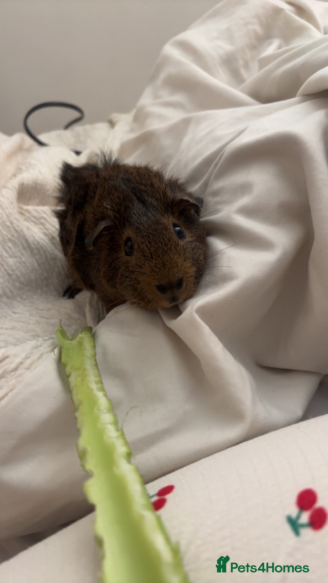 Guinea Pig rodents 2 boars  - Advert 14
