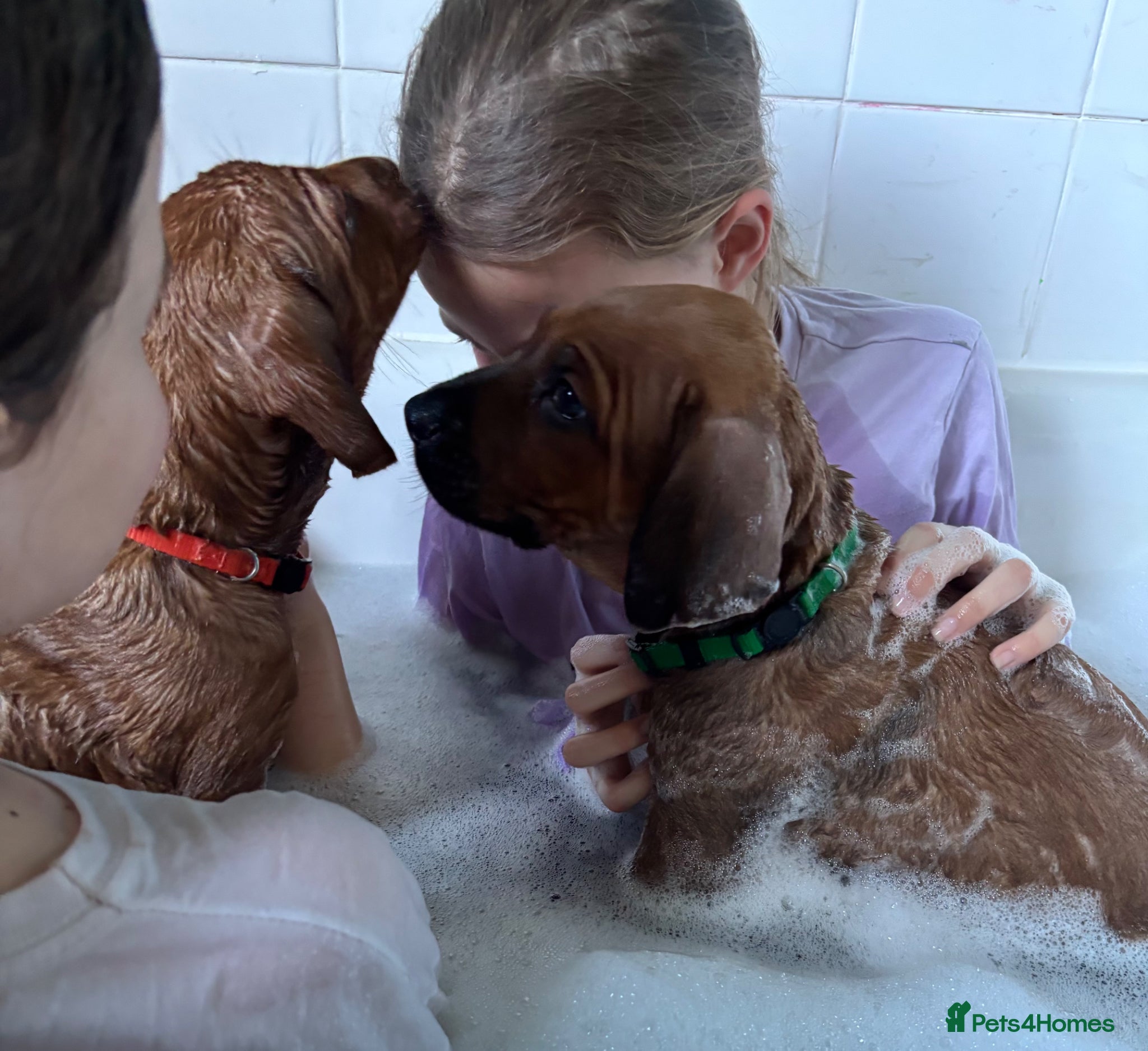 Rhodesian Ridgeback dogs Exceptionally Health Tested/Family Home. Kc Reg - Advert 1