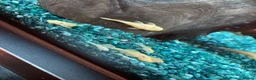 Plecos fish for sale: Blue-eye lemon Bristlenose pleco juveniles  - Advert 5