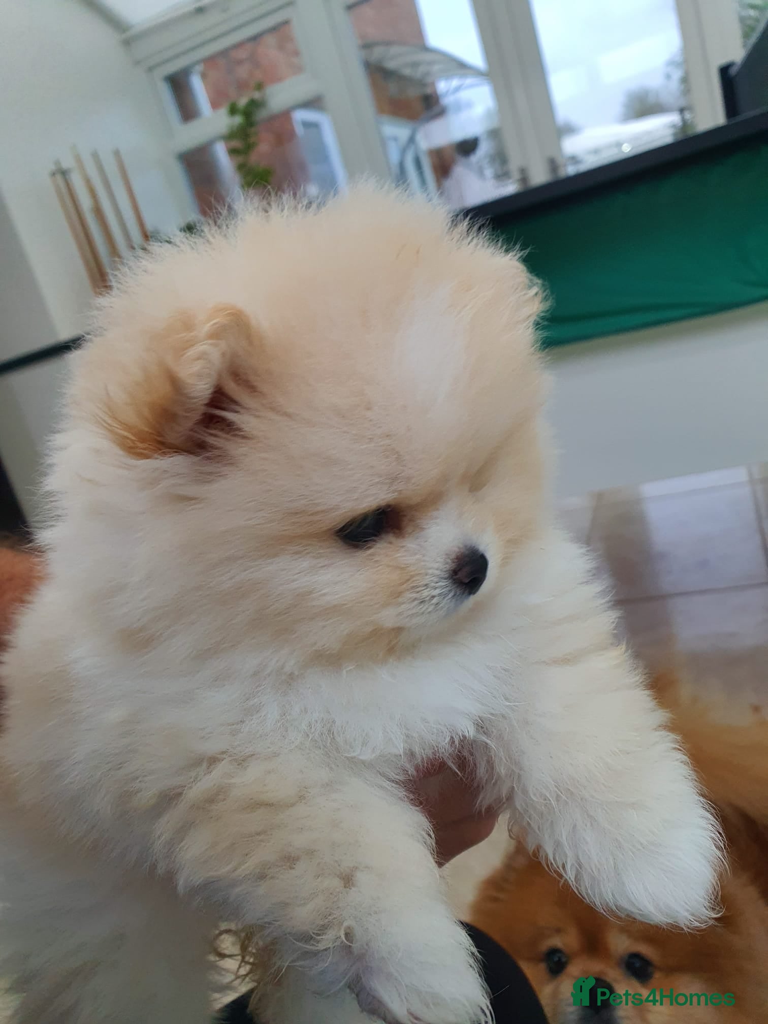Pomeranian dogs Stunning cream Teddy purebreed Russian/Ukrainian🌟 - Advert 4
