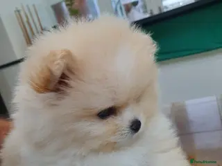 Pomeranian dogs Stunning cream Teddy purebreed Russian/Ukrainian🌟 - Advert 4