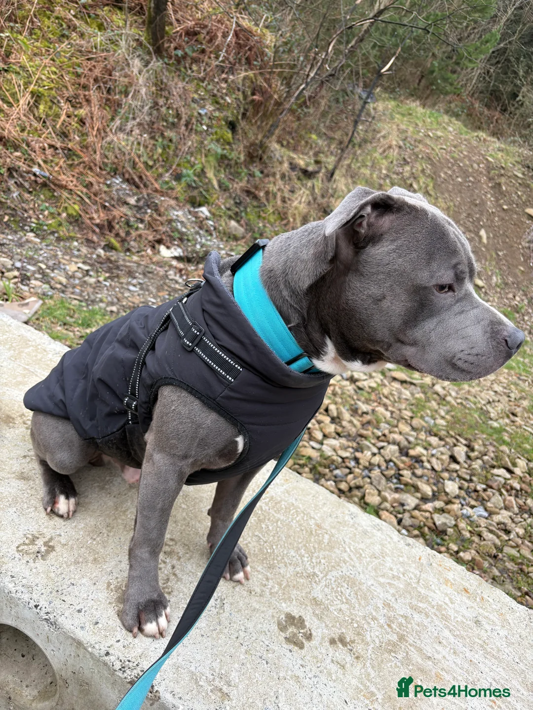 Staffordshire Bull Terrier dogs for stud: Staffordshire Stud - Advert 6