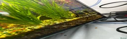 Catfish fish for sale: Baby Bristnose Catfish in Croydon - Advert 3