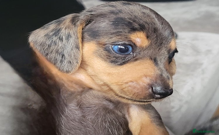 Dachshund dogs - Advert 1