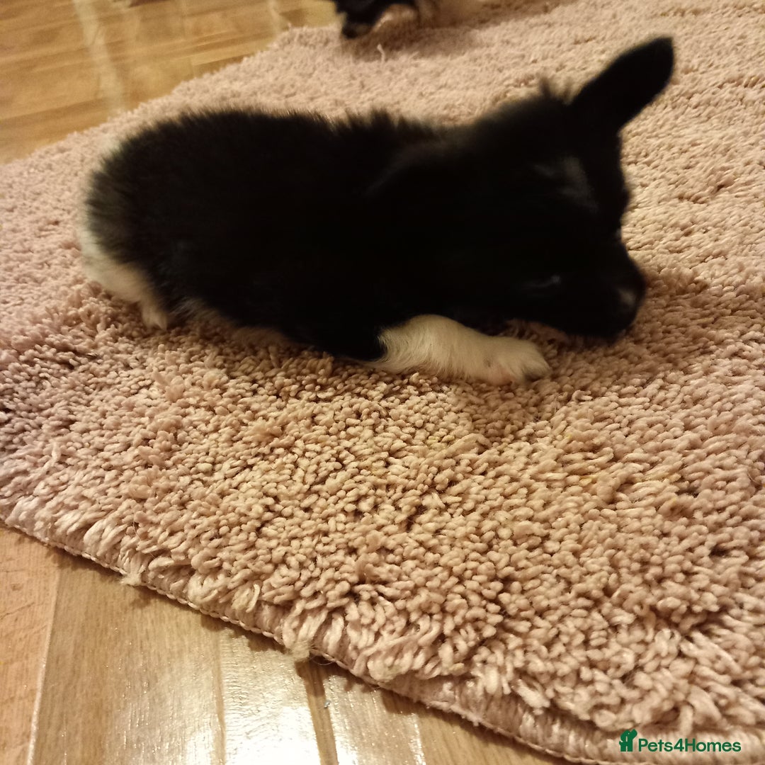 Papillon dogs for sale: 2 Stunning examples of this beautiful breed❤️💙  - Advert 4