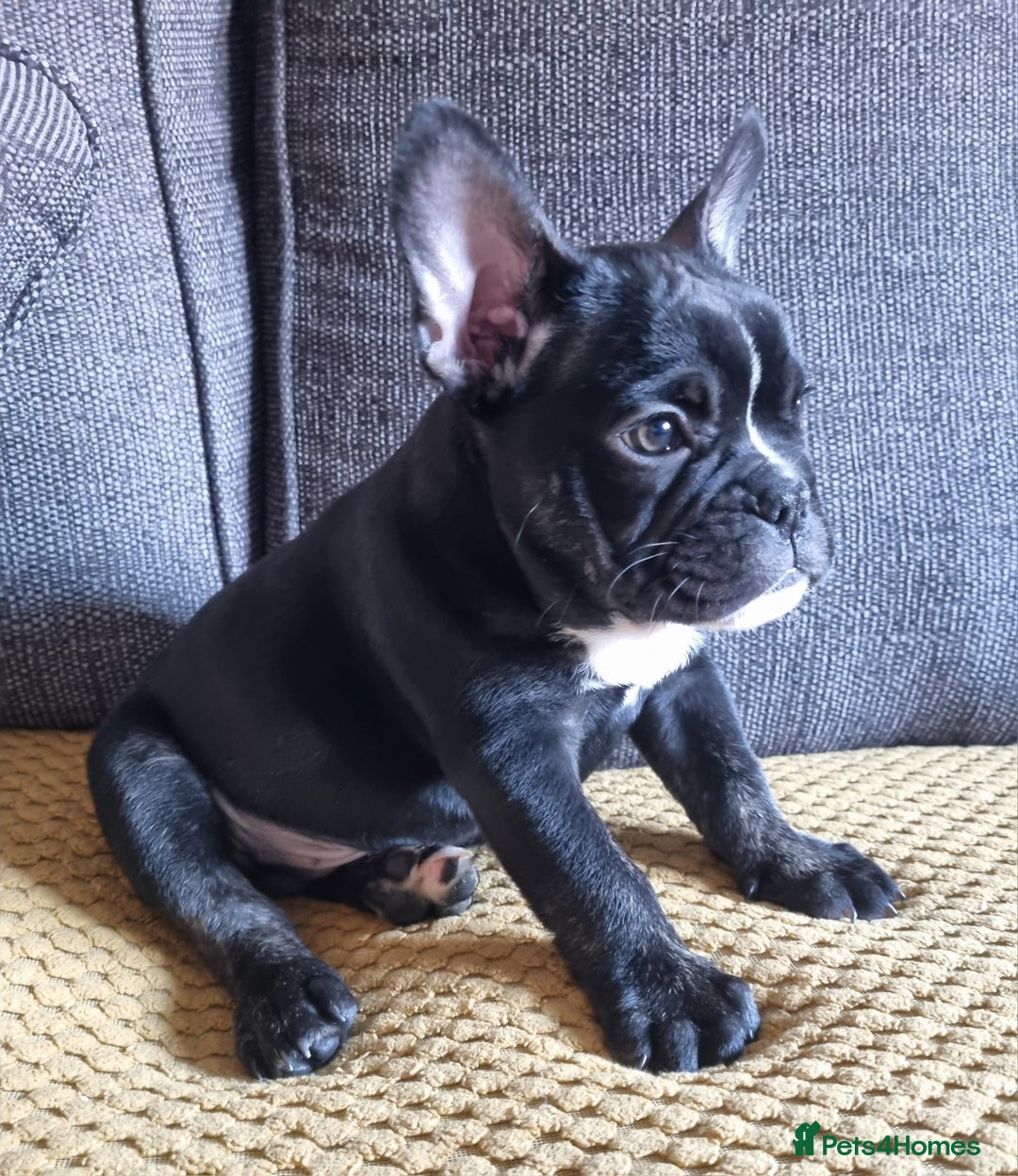 Mixed Breed dogs for sale: French/english bulldog puppy  - Advert 6