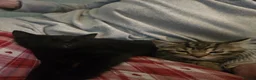 Mixed Breed cats for sale: Beautiful kittens for sale - Advert 9