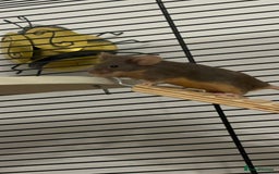 Mouse rodents for sale: X4 adult females and x12 litter  - Image 7