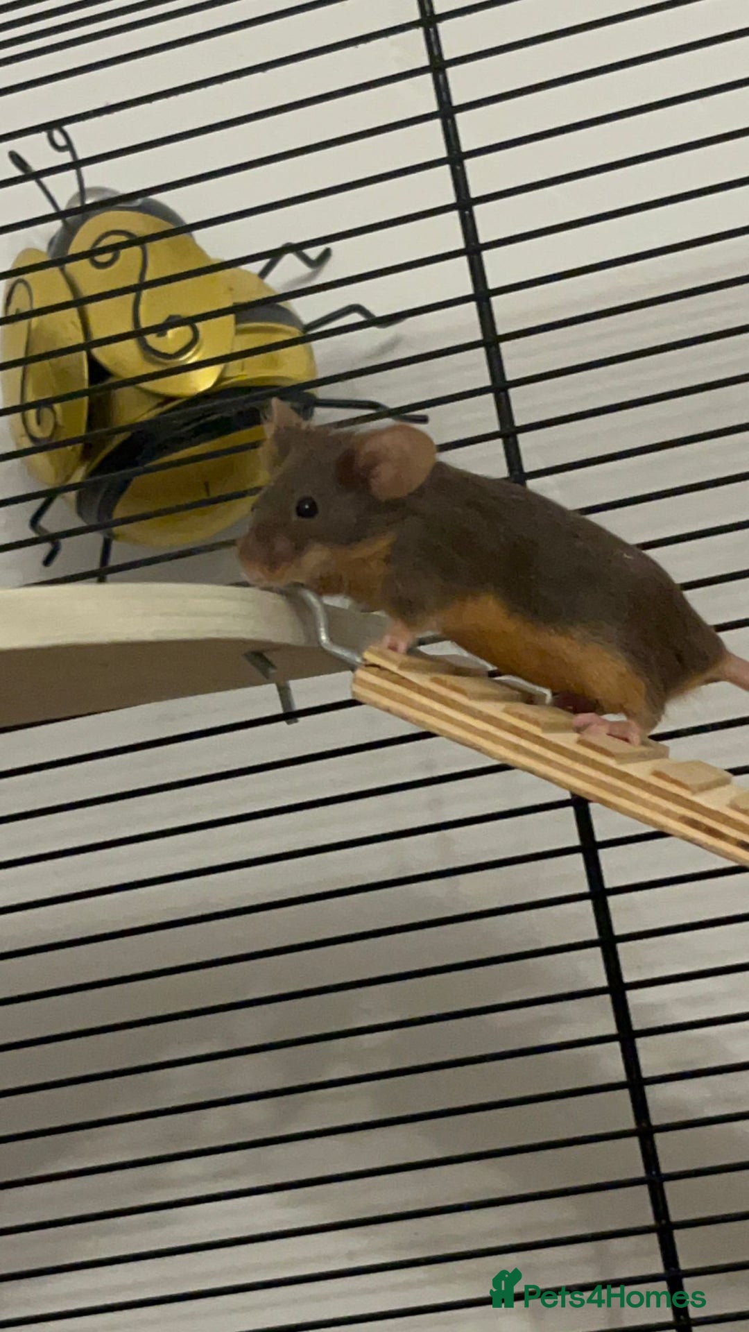 Mouse rodents for sale: X4 adult females and x12 litter  - Image 7