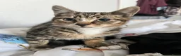 Domestic Shorthair cats for sale: Tabby kitten - Advert 3