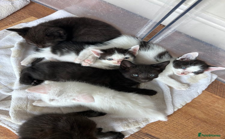 Mixed Breed cats - Advert 7