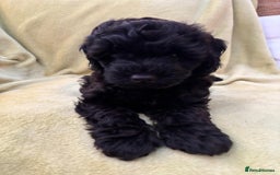 Yorkiepoo dogs for sale: Yorkiepoo pups - Image 3