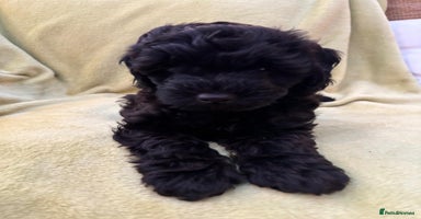 Yorkiepoo dogs - Advert 8