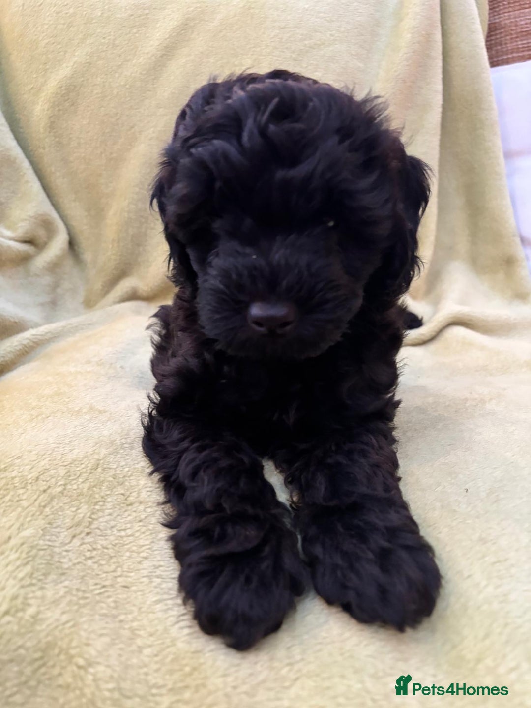 Yorkiepoo dogs for sale: Yorkiepoo pups - Image 3