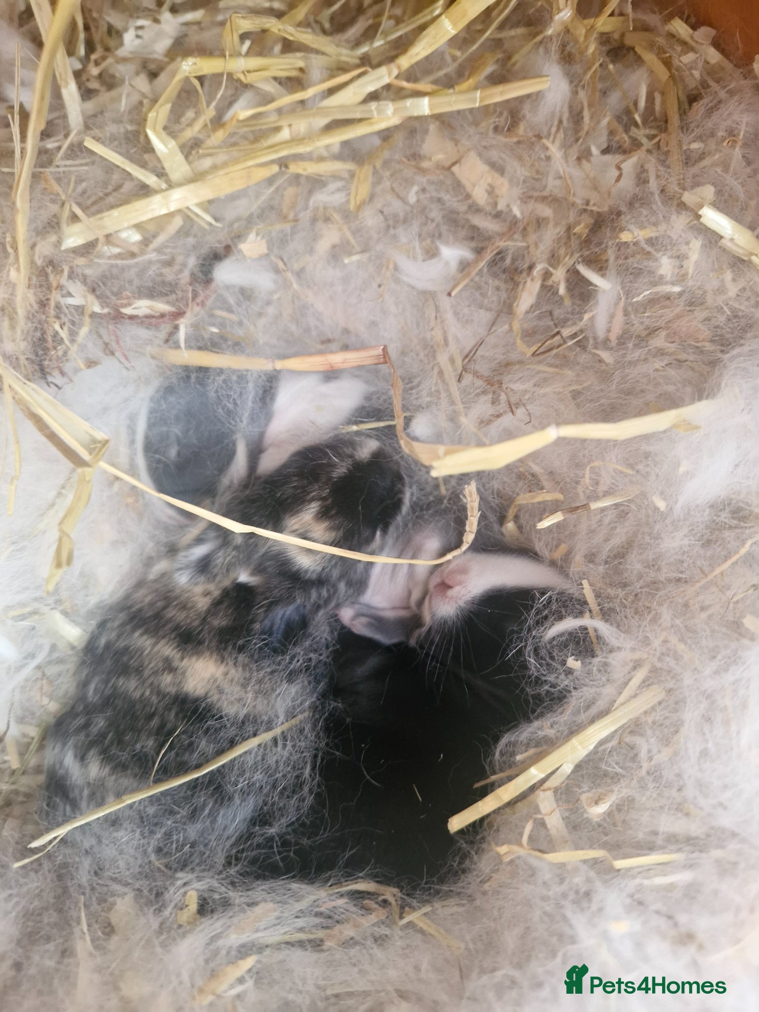 Mixed Breed rabbits Clarances kits - Advert 2