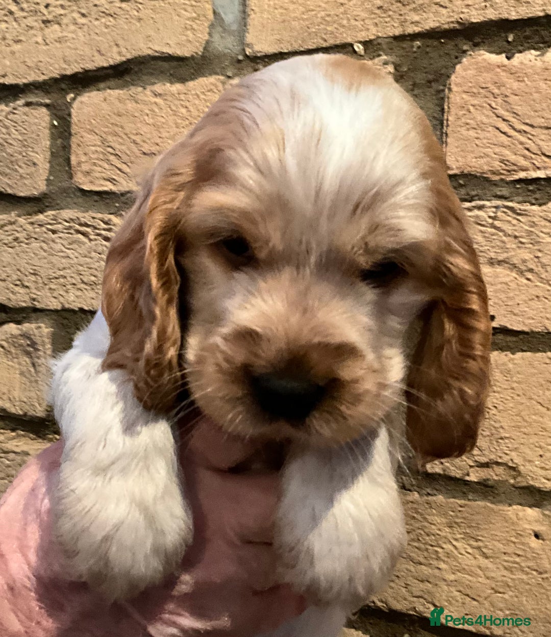 Cocker Spaniel dogs for sale: Stunning Litter of Show Cocker Spaniel Puppies  - Advert 12