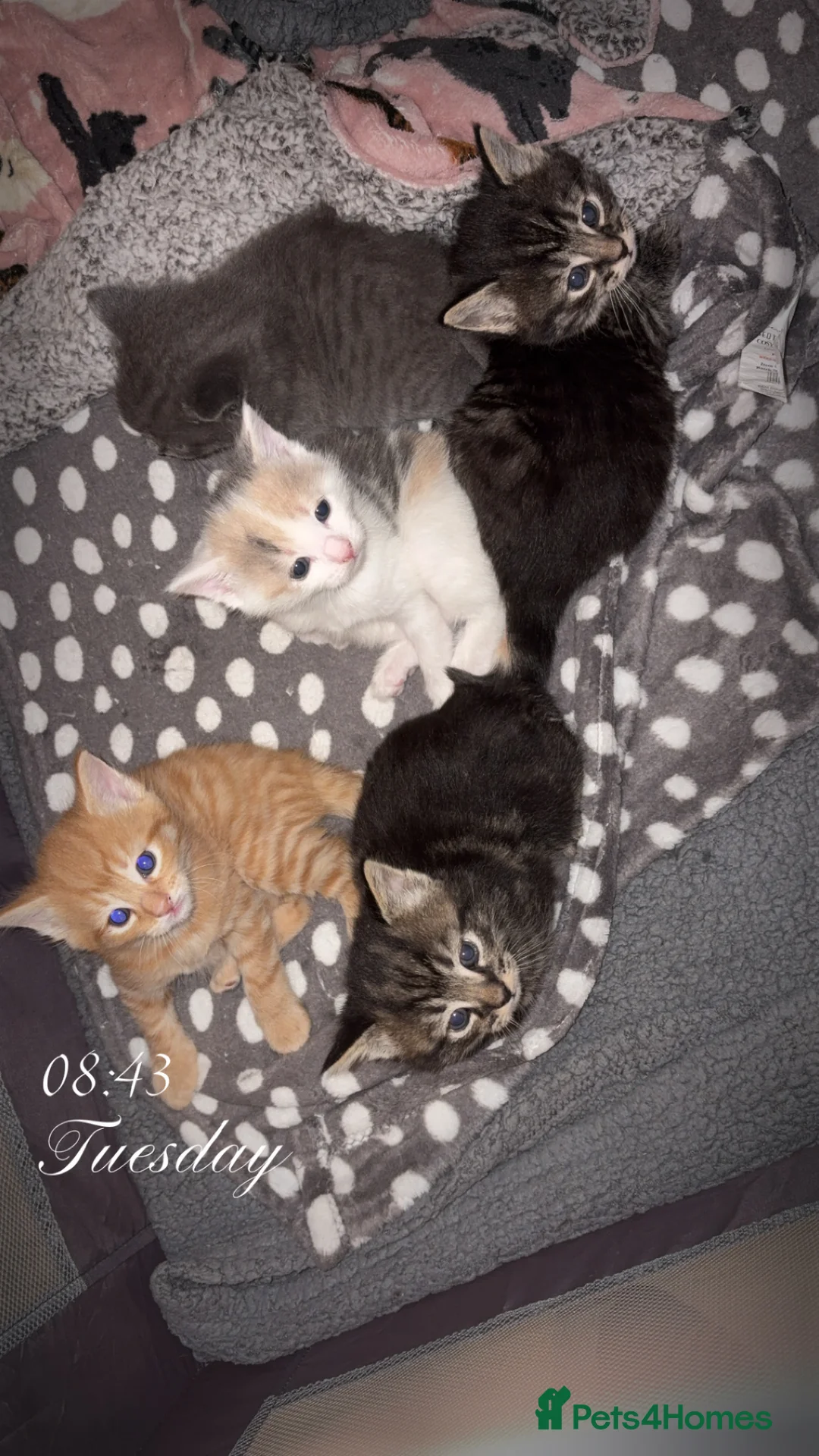 Mixed Breed cats for sale: Kittens - Advert 9