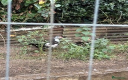 Ducks poultry for sale: Muscovy duck  - Image 2