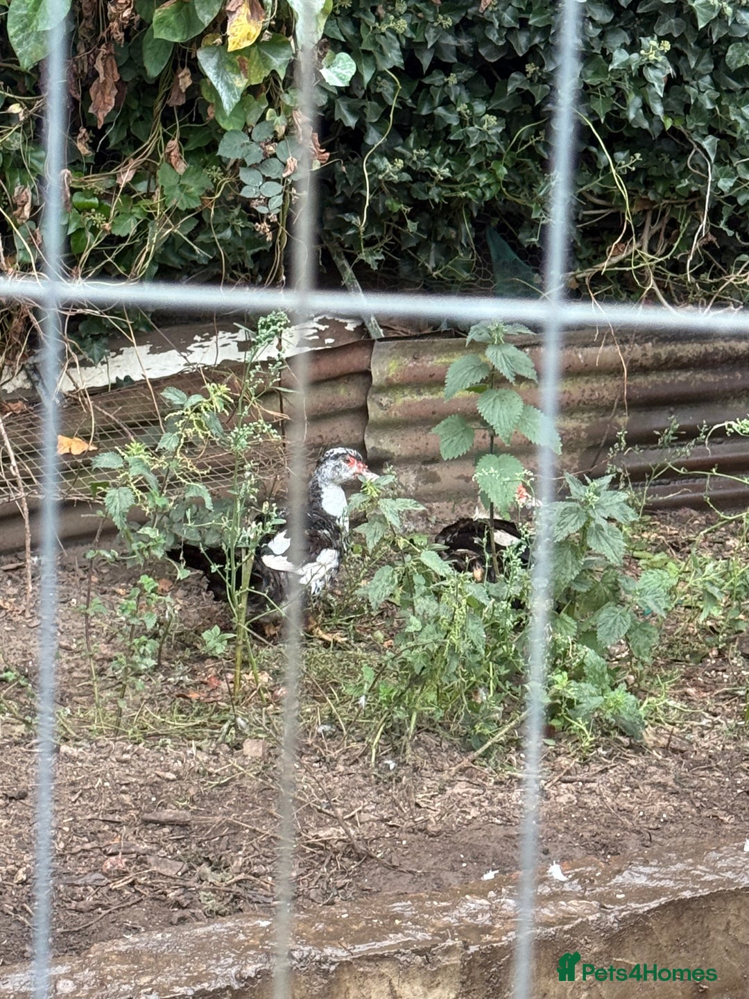 Ducks poultry for sale: Muscovy duck  - Image 2