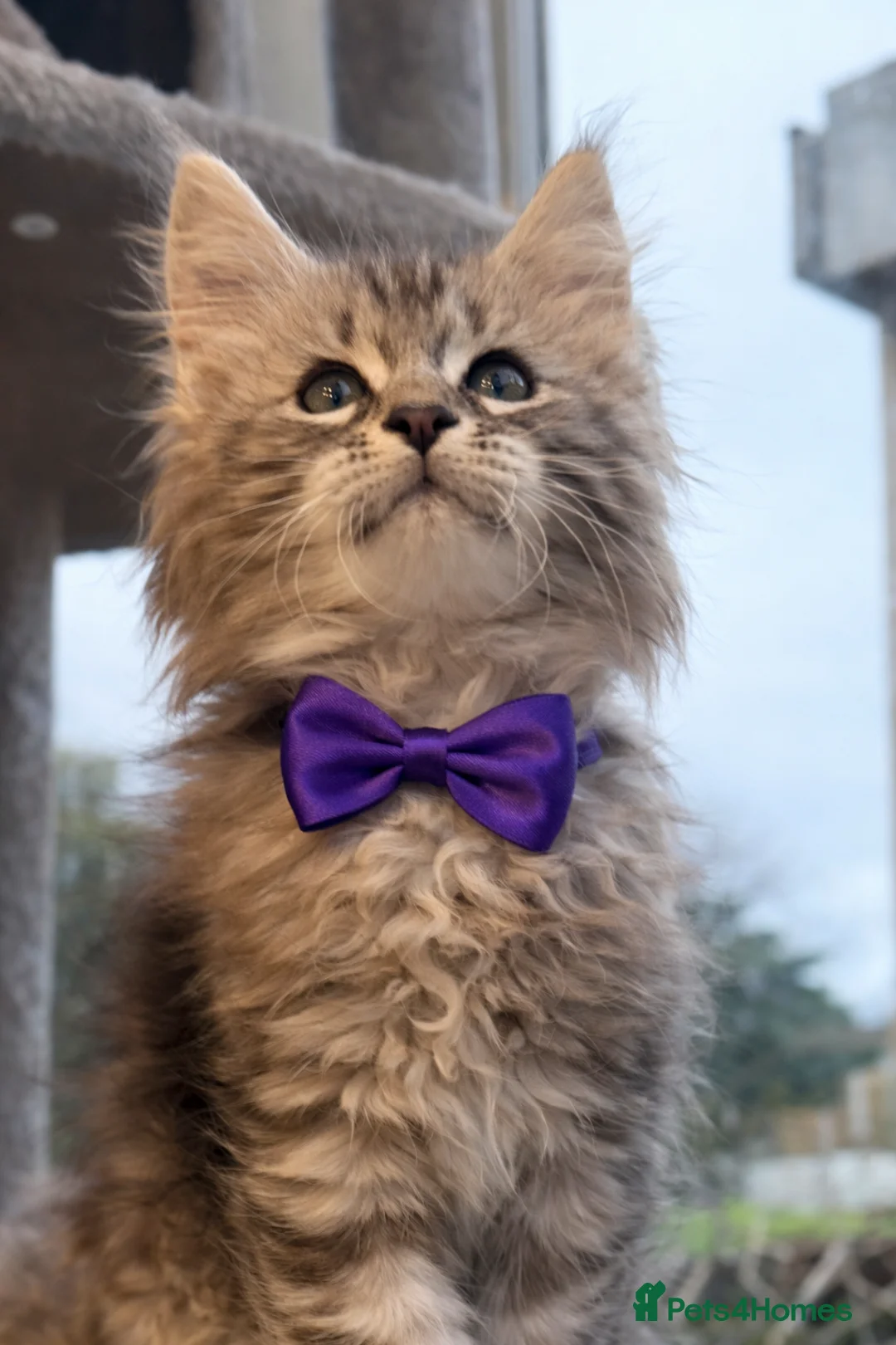 Maine Coon cats for sale: Champion blood line kittens  - Advert 8