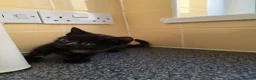Mixed Breed cats for sale: Kittens looking for forever home. in Stowmarket - Advert 9