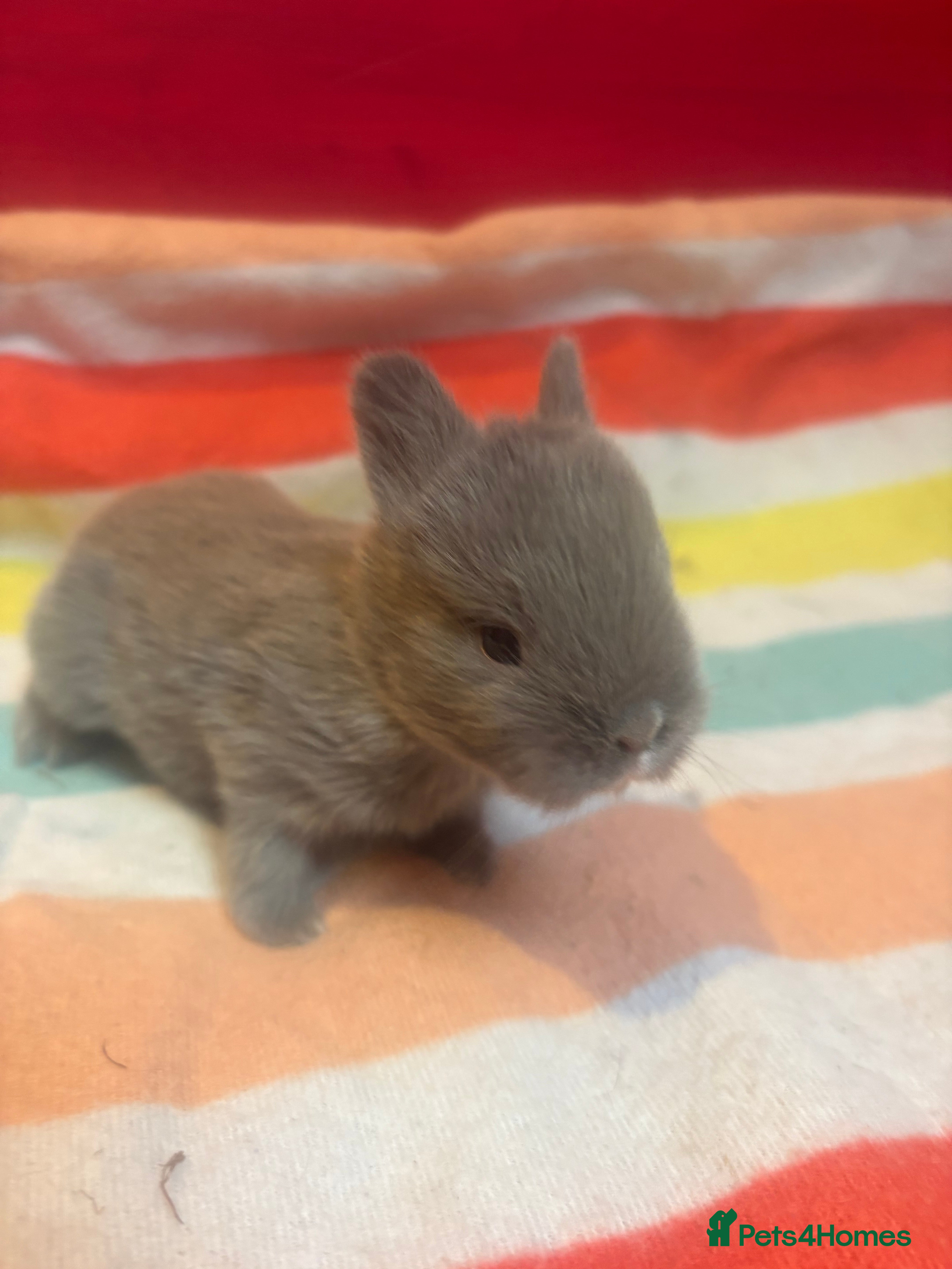 Netherland Dwarf rabbits Sweet Netherland Dwarf bunnies  - Advert 2
