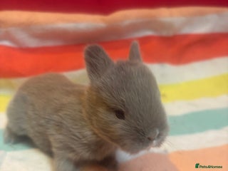 Netherland Dwarf rabbits Sweet Netherland Dwarf bunnies - Advert 2