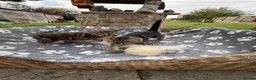 Mixed Breed cats for sale: Two beautiful and playful tabby kittens for sale! in Wisbech - Advert 11