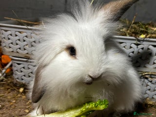 Mixed Breed rabbits - Advert 12