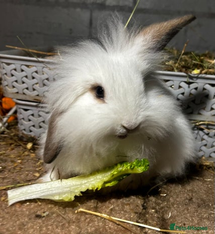 Mixed Breed rabbits Baby lion head and lop mix - Advert 15
