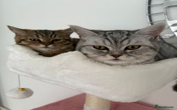 British Shorthair cats for sale: PERSIAN CHINCHILLA/BRITISH SHORTHAIR - Image 2