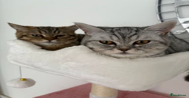 British Shorthair cats - Advert 3