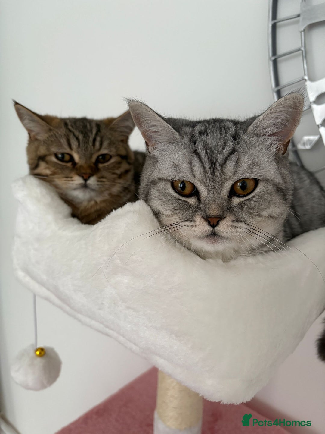 British Shorthair cats for sale: PERSIAN CHINCHILLA/BRITISH SHORTHAIR - Image 2