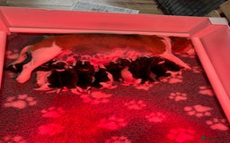 Beagle dogs for sale: Absolutely stunning KC registered beagle puppies  - Image 1