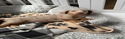 Miniature Dachshund dogs for sale: Long Haired Miniature Dacshund’s Ready To Leave - Advert 7