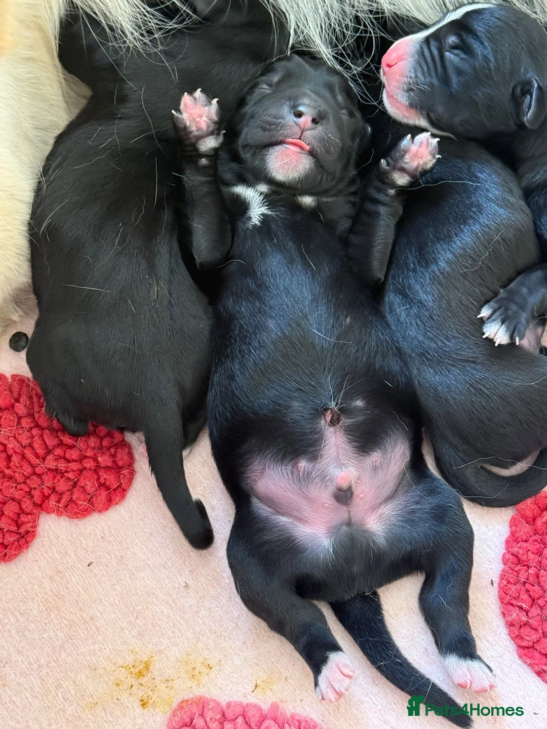 Mixed Breed dogs for sale: Beautiful golden retriever cross puppies  - Advert 15