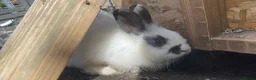 Mixed Breed rabbits for sale: Various breeds of rabbits - Advert 6