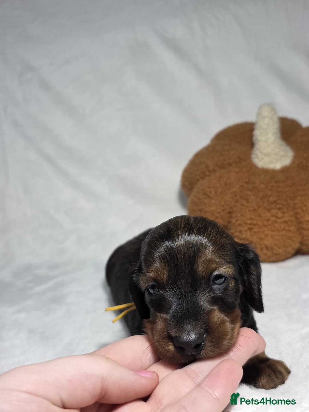 Miniature Dachshund dogs for sale: Stunning  KC Reg Puppies,  Health Tested Parents - Advert 17