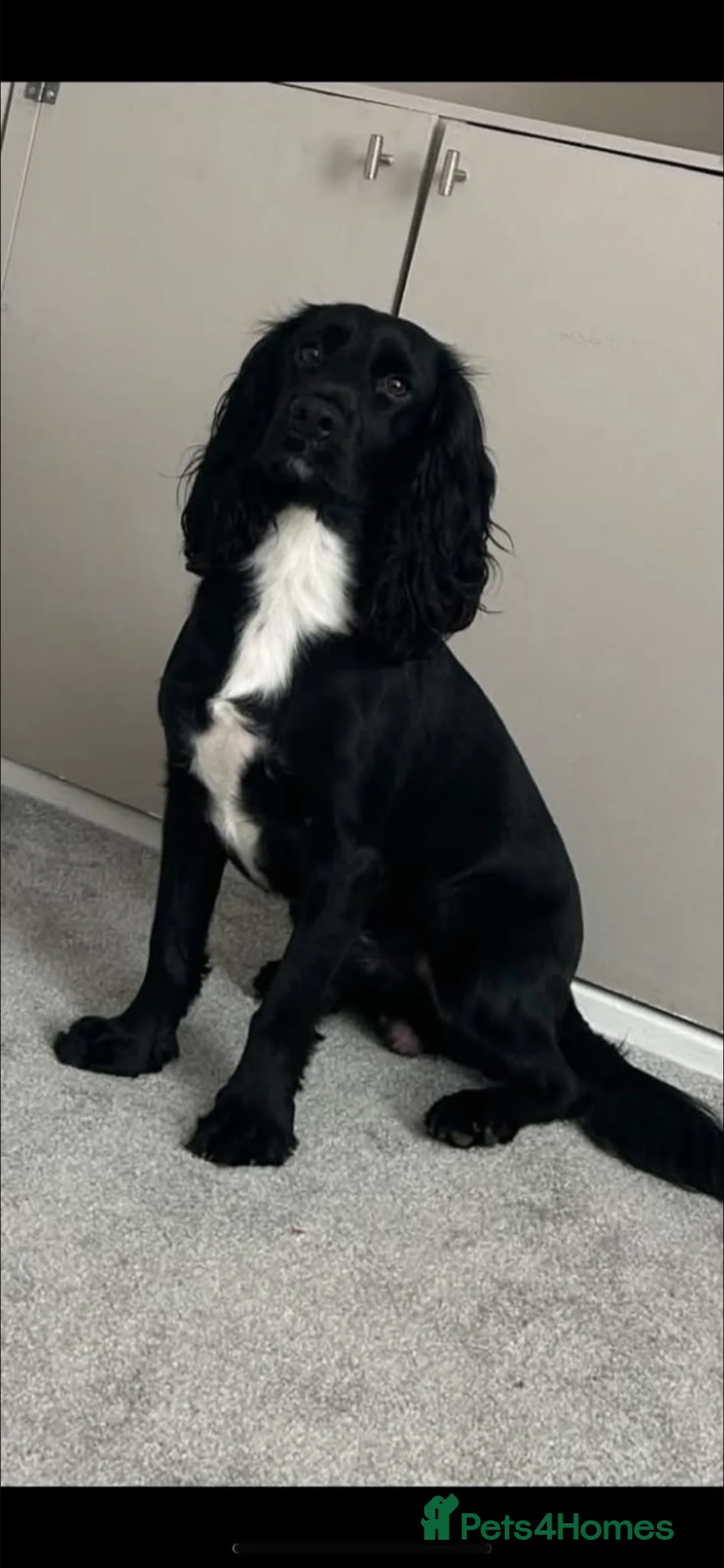 Cocker Spaniel dogs for sale: 1 & half year old cocker dog for sale  - Advert 2