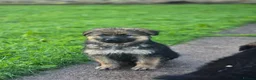 German Shepherd dogs for sale: Gorgeous German shepherd puppies - Advert 6
