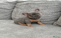 French Bulldog dogs for sale: Kc Registered Quality fluffy Isabella pink 🌟 - Image 5