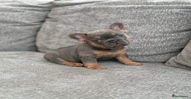 French Bulldog dogs - Advert 11