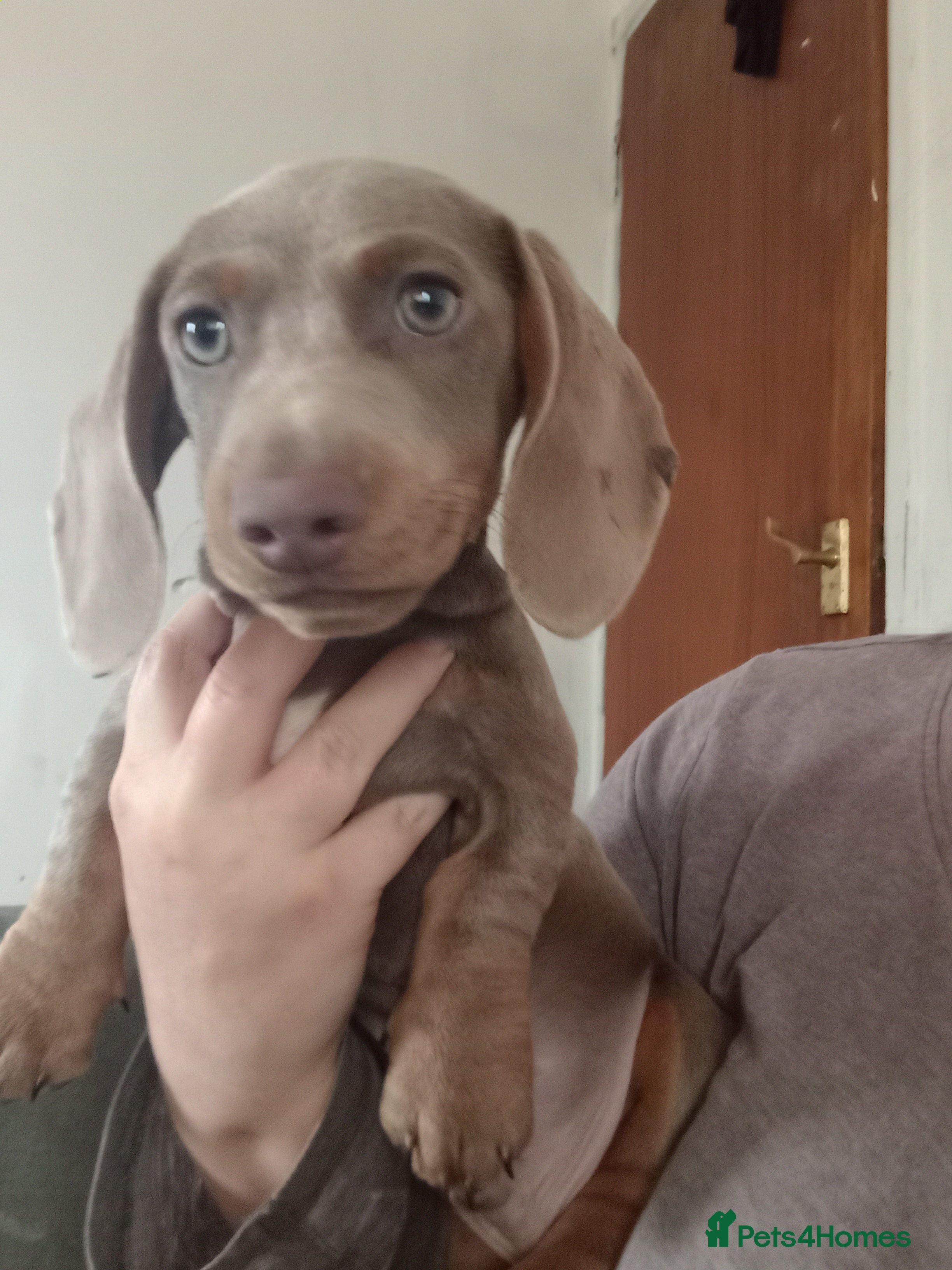 Miniature Dachshund dogs Miniature Isabella dashhound boy - Advert 8