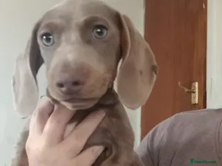 Miniature Dachshund dogs Miniature Isabella dashhound boy - Advert 8